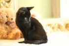 Черный котенок бусинка в дар! в Москве