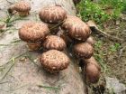 Выращивание грибов шиитаке дома в Туле