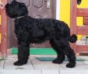 Продается щенок русского черного терьера в Калининграде
