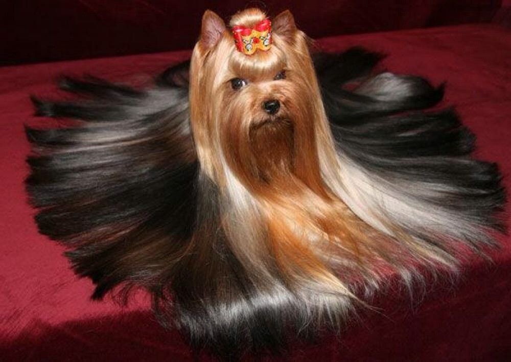 Как называется волос у собак