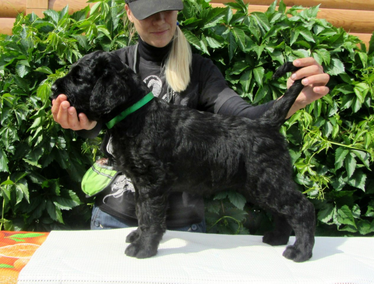 Купить щенка черного терьера в Екатеринбурге