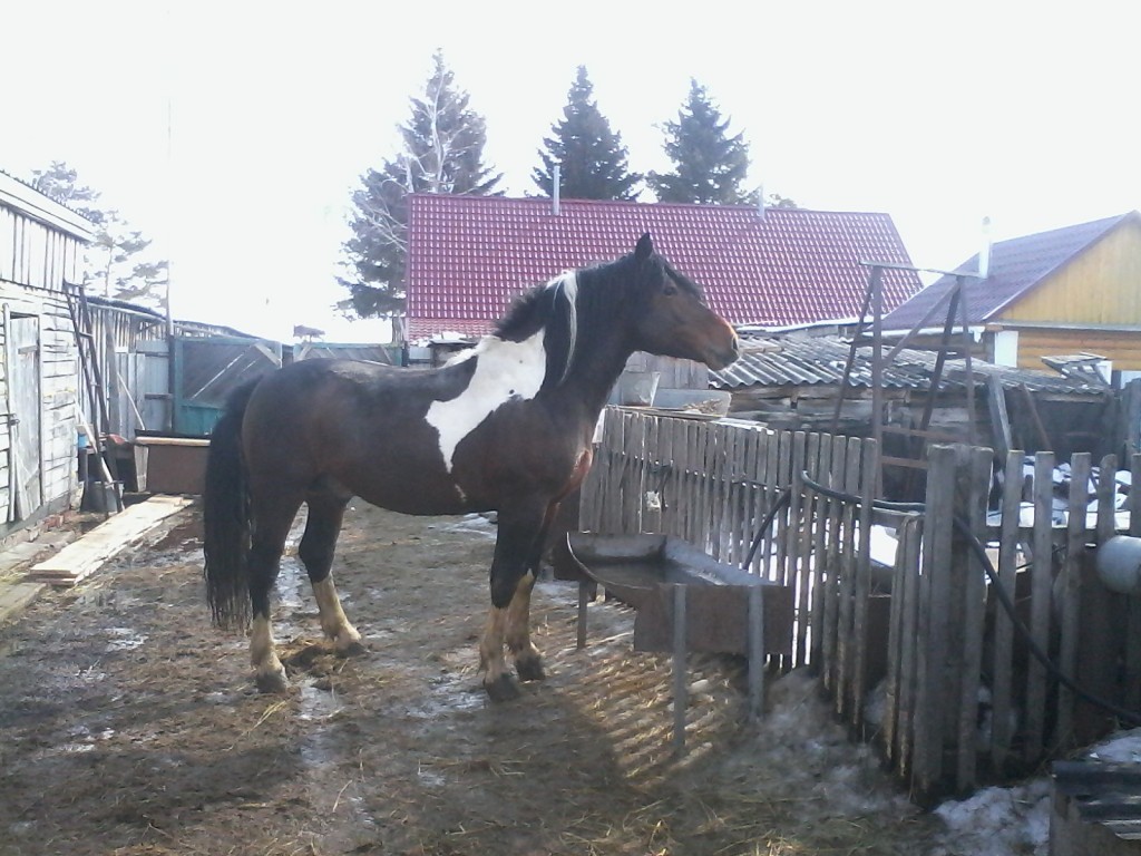 Продажа лошадей тамбовская. Лошадь Омск. Омская область лошади. Продажа коней. Омское коневодство.