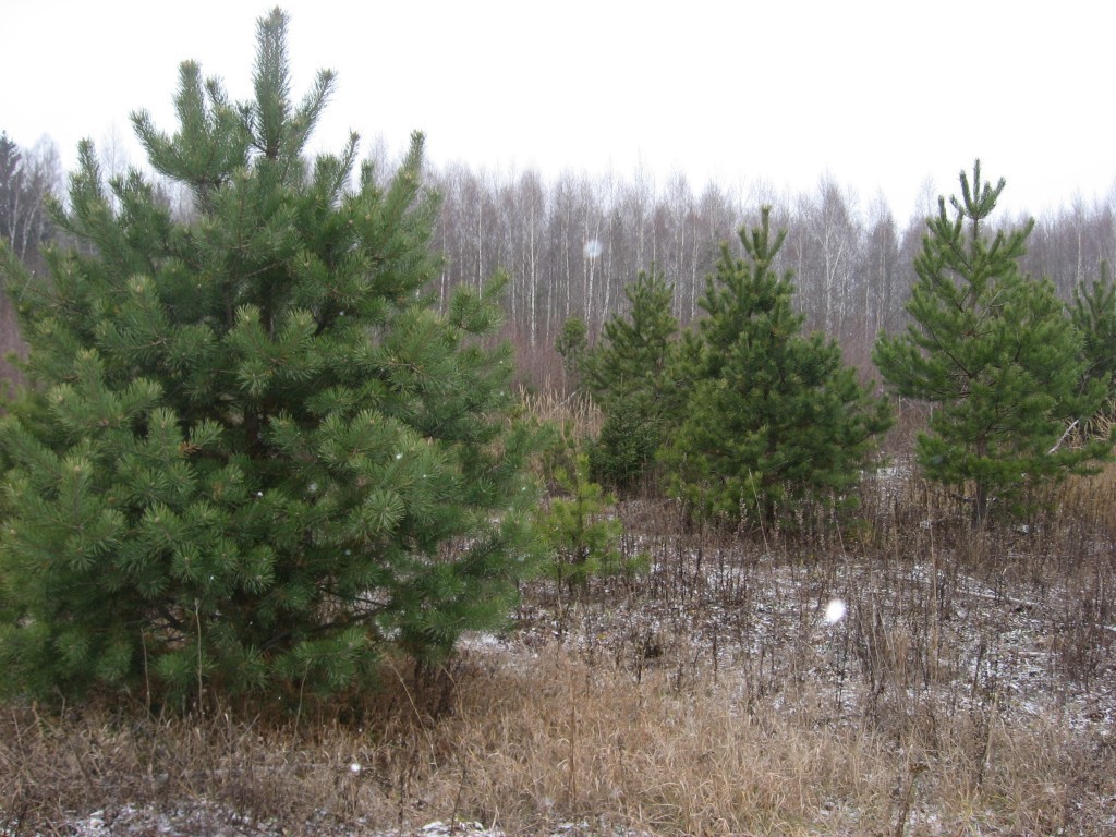 Погода в деревне карабаново ногинский