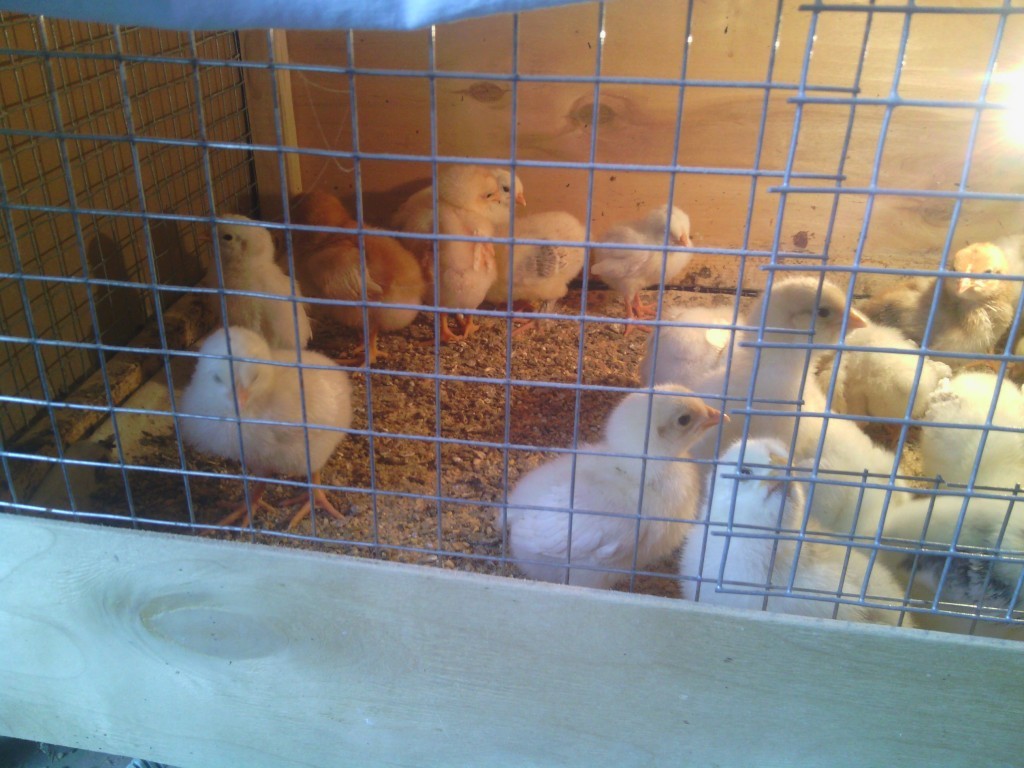 Купить цыплят в воронежской. Продажа цыплят на рынке. Цыплята подрощенные фото и названия. Авито Самара живность. Продам подрощенных цыплят в Дубоссарах.