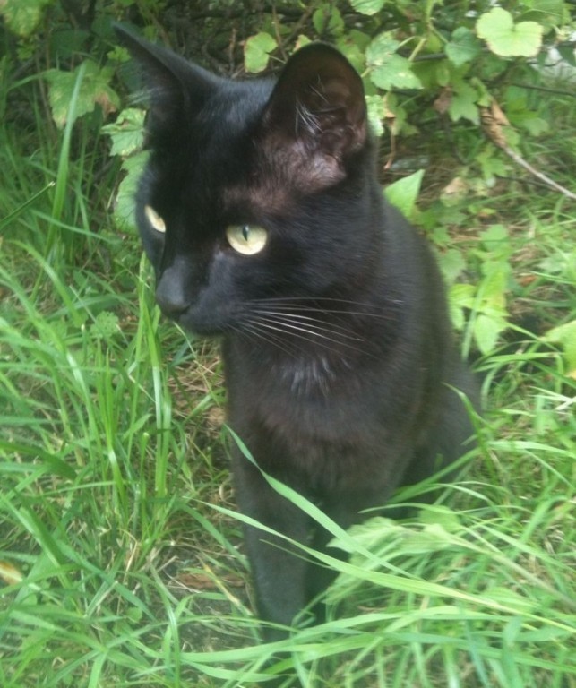 Ищу черную кошку. Найден черный кот. Найден черный кот Москва. Черный кот с белыми волосками. Найдена черная кошка Москва.