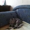 Молодая шотландская кошечка ищет кота на вязку в Тольятти