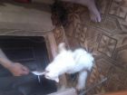 Одам  бесплатно  кота  белого пушистого и собака лобрадор  срочно очень в Екатеринбурге