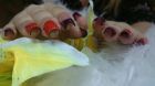 Обучение наращиванию ногтей в Белгороде