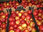 Яблоки оптовые поставки с краснодарского края в Краснодаре