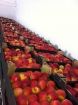 Яблоки оптовые поставки с краснодарского края в Краснодаре