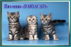 Британские и шотландские котята мраморных окрасов из питомника daryacats в Москве