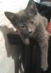 3 милых котенка ищут надежный дом. в Казани