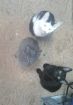 3 милых котенка ищут надежный дом. в Казани