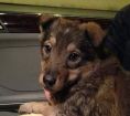 Отдам великолепного щенка (девочку) в добрые ручки в Красноярске