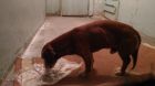 Потеряшка в виде симпотичной собаки в Чебоксарах
