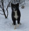 Предлагаем породных щенков акита ину в Москве
