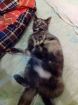 Ищет дом мягкошерстная кошка черепахового окраса в Чебоксарах