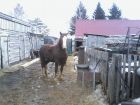 Продаю коней в Омске