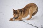 Молодой, активный пёс кеша в добрые руки. в Екатеринбурге