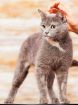 Голубокремовая кошка весна ищет хозяев в Москве