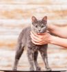 Голубокремовая кошка весна ищет хозяев в Москве