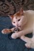 Кастрированный кот в добрые руки в Нижнем Тагиле