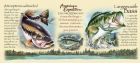   largemouth bass (american expedition)  