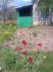 Срочно продам сад.дом в саду и пр в Нижнем Новгороде