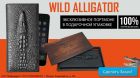  wild alligator -     