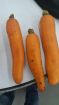 Морковь оптом со склада напрямую от производителя в Краснодаре