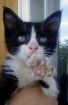 Котёнок 1-1,5 месяца ищет заботливых хозяев в Казани