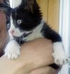 Котёнок 1-1,5 месяца ищет заботливых хозяев в Казани
