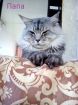 Продам котят мейн-куна во Владивостоке