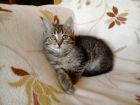 В дар маленький красивый котенок,возраст 1,5мес в Кирове