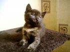 В дар красивый маленький котенок девочка в Кирове