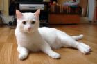 Добрый и ласковый кот белоснежного окраса в дар в Кирове