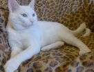 Добрый и ласковый кот белоснежного окраса в дар в Кирове