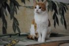 Два самых классных рыжих котика в дар в Кирове