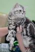 Британские серебристые мраморные зеленоглазые котята в Екатеринбурге