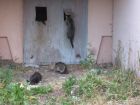 Нуждаются в хозяине (хозяйке) котята в Архангельске