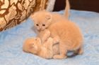 Продам породистых котят scottish fold(скоттиш фолд) в Иваново