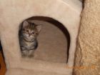 Очаровательные котята в Самаре