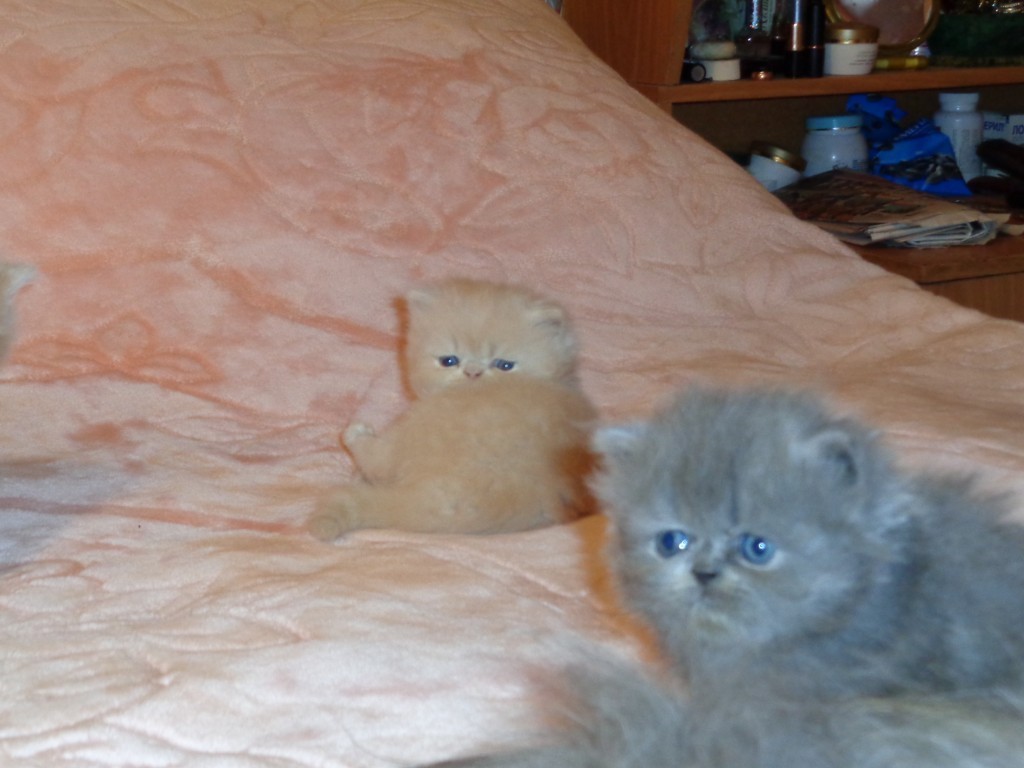 Котята на авито ростов. Персидский котенок 1 месяц. Котята Челябинск. Персидские котята с мамой. Авито кошки.