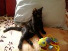 В дар ласковый черный котенок в Кирове