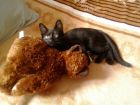 В дар ласковый черный котенок в Кирове