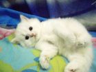 Британские котята-окрас серебристая шиншилла в Магнитогорске