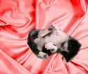 Котята в подарок от мамы- черепашки и папы-рыжика (рыжие, пестрые , черные) 3-недельные и 3-месячные в Санкт-Петербурге