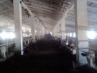 Продам действующую ферму крупно-рогатого скота во владивостоке во Владивостоке