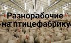 Разнорабочие на птицефабрику аргаяша в Челябинске