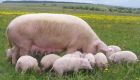 Породистые свиньи, поросята в Петрозаводске